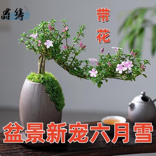 飘枝六月雪盆景植物室内桌面茶几好养净化空气盆栽办公室花卉绿植