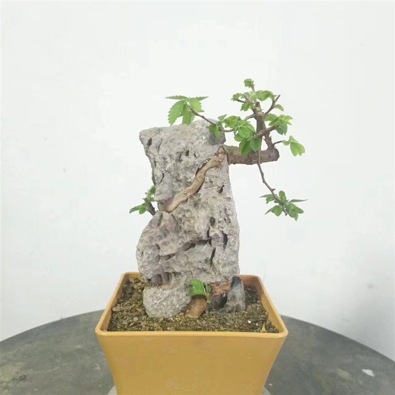 附石盆景小叶榔榆绿植盆栽英德石青龙石