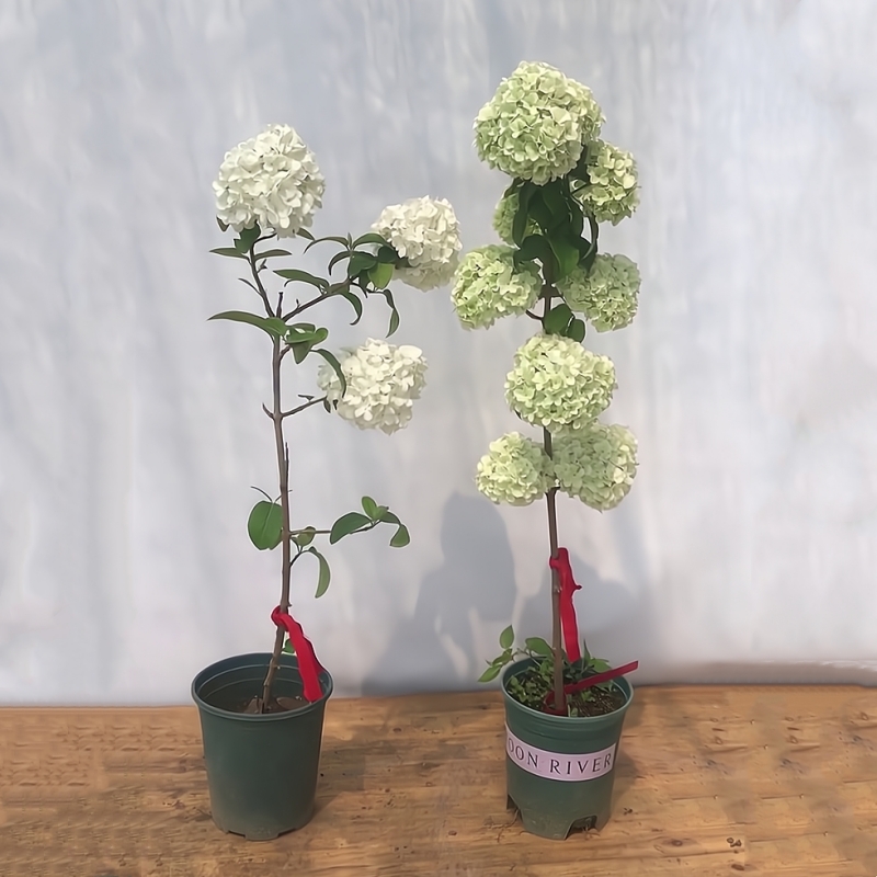 中华木绣球树苗大花斗球白麻球苗庭院耐寒风景树盆栽木本绣球花苗