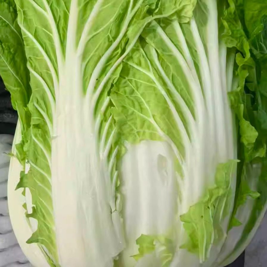 正宗甘肃天水农家自种大白菜露天种植现挖现发新鲜蔬菜火锅菜