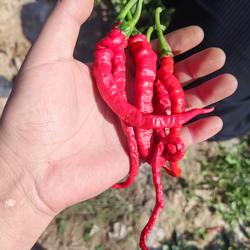 甘肃天水甘谷辣椒陇上椒线椒七寸红新鲜应季蔬菜现摘现发红辣椒酱