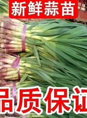 蒜苗新鲜红皮大蒜苗新鲜蔬菜农家自种香蒜红根带泥紫皮大蒜苗批发