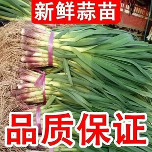 蒜苗新鲜红皮大蒜苗新鲜蔬菜农家自种香蒜红根带泥紫皮大蒜苗批发