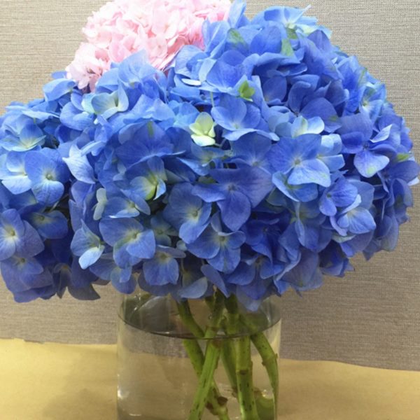 绣球八仙花鲜切花上海鲜花速递婚庆家用瓶插花艺江浙沪皖两支包邮