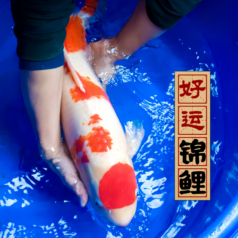 锦鲤活鱼纯红白三色纯种发财鱼