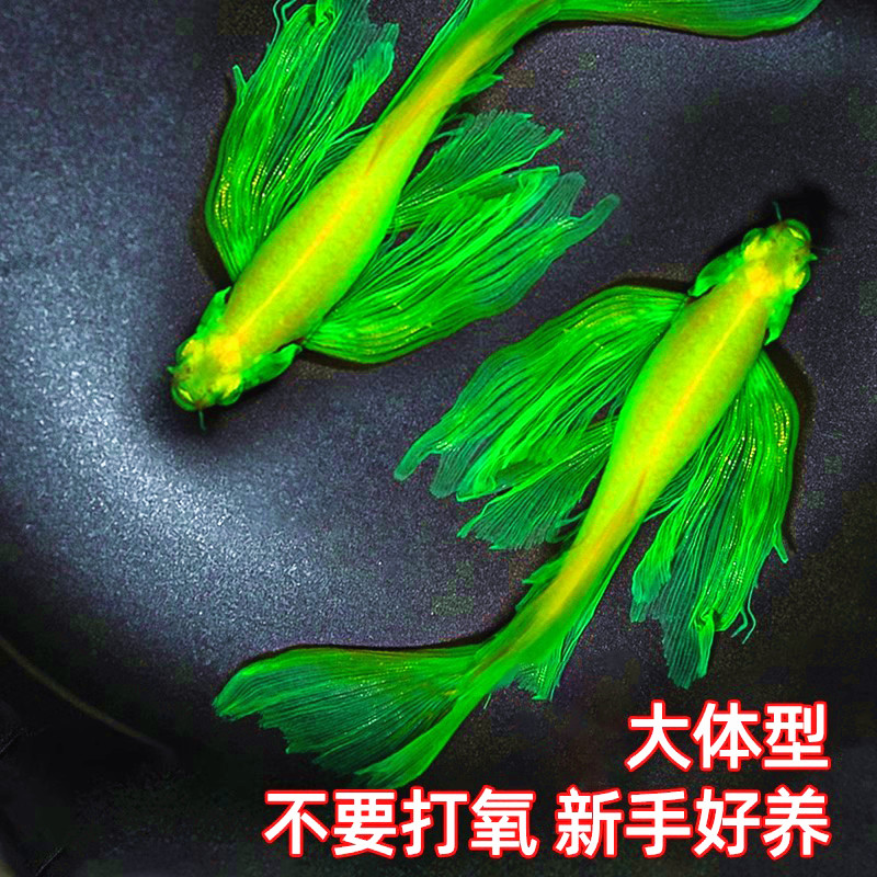 蝶翼斑马精品孔雀红绿灯科活体