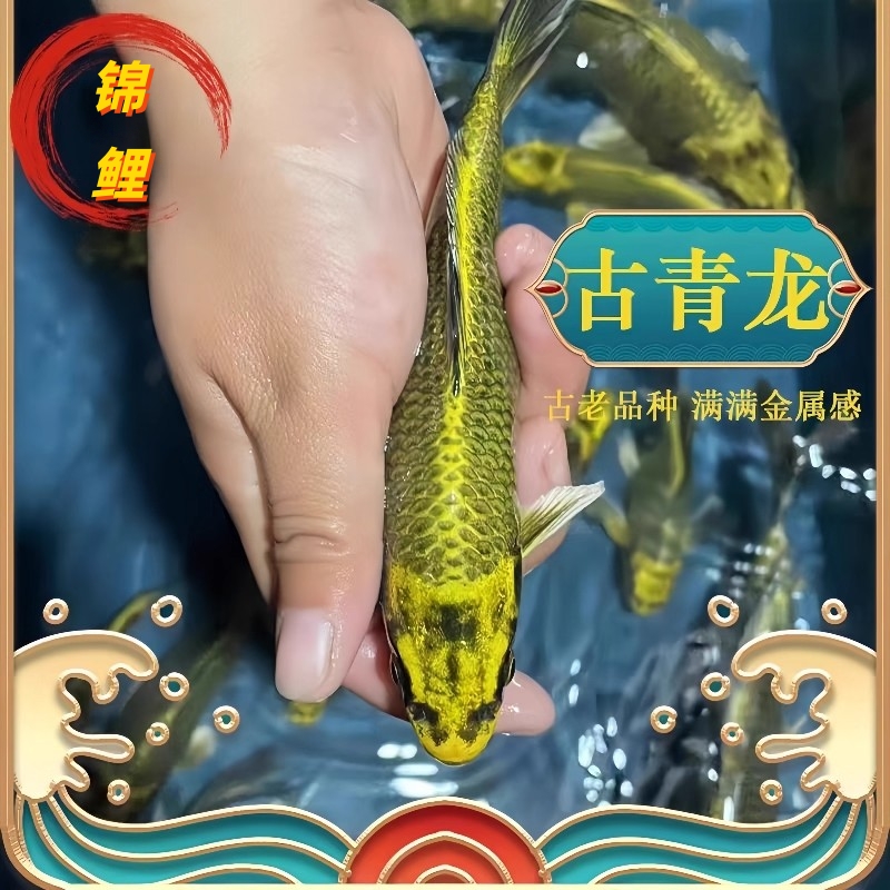 精品古黄金锦鲤淡水冷水鱼观赏鱼好养耐活鱼苗活体自来水活鱼锦鲤