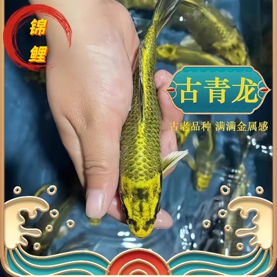 精品古黄金锦鲤淡水冷水鱼