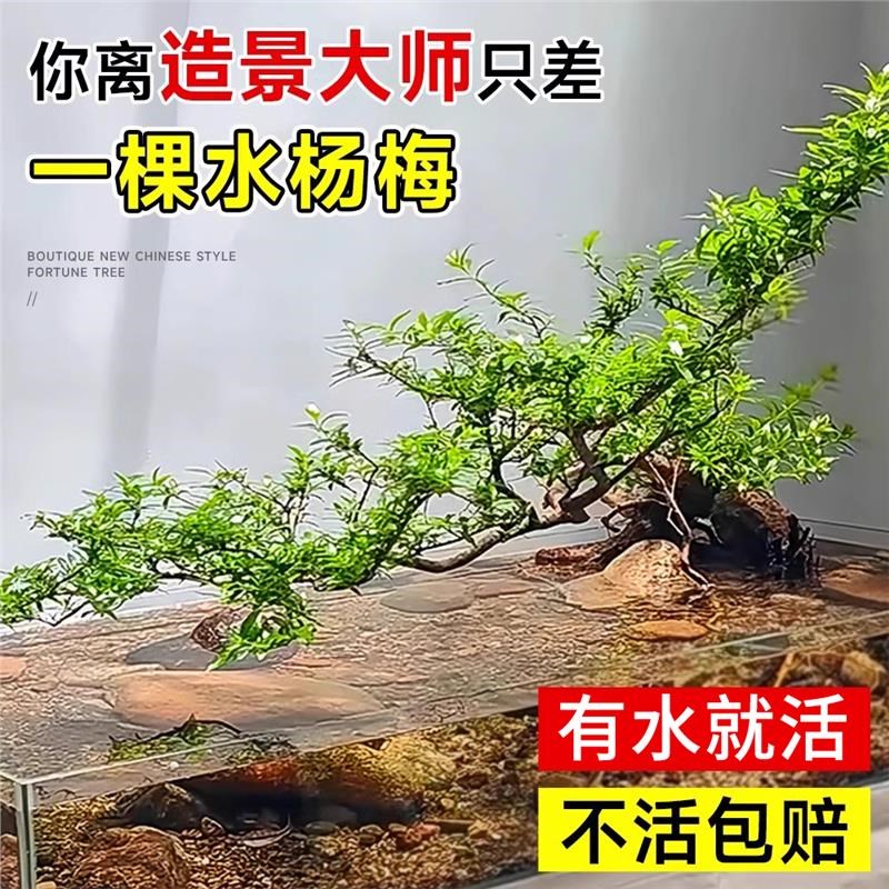 水杨梅水培植物绿植老桩飘枝鱼缸装饰水生树铜钱草竹节草造景水草