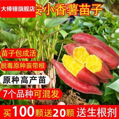 小香薯红薯苗叶苗脱毒红薯苗种天目山香薯地瓜苗秧番薯苗送生根粉