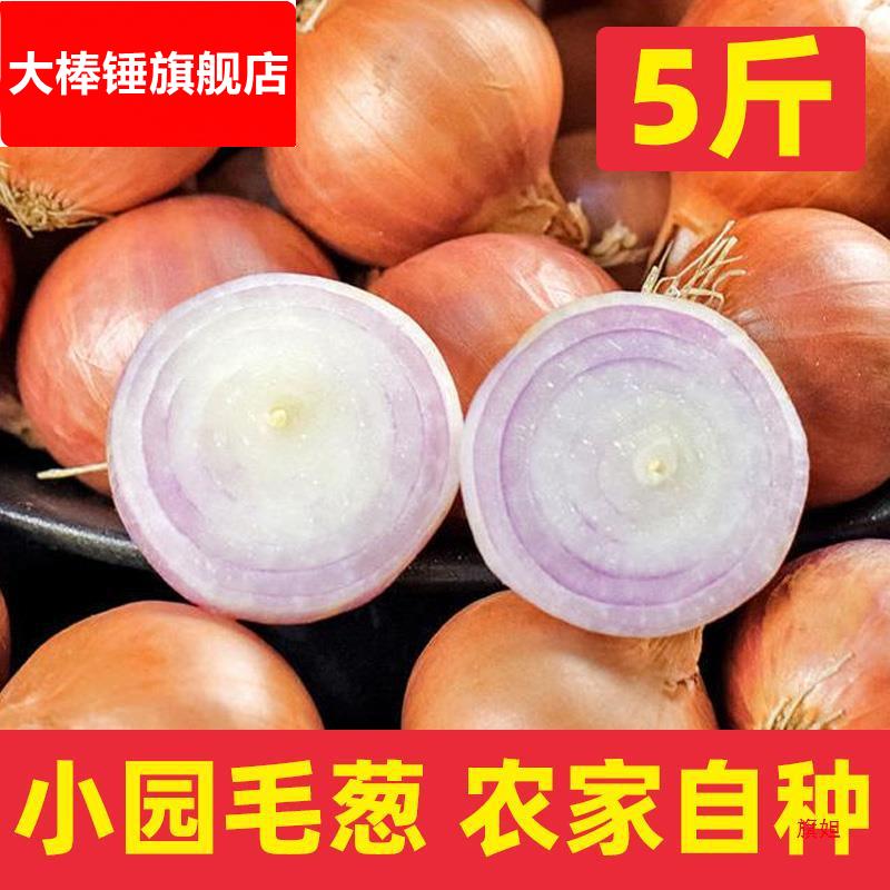 东北产毛葱农家小园自种小毛葱蘸酱毛葱大毛葱头新鲜5斤包邮