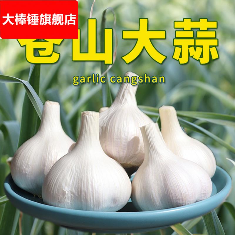 23年苍山大蒜四六瓣山东新鲜干蒜头兰陵老品种笨白皮蒜子大瓣