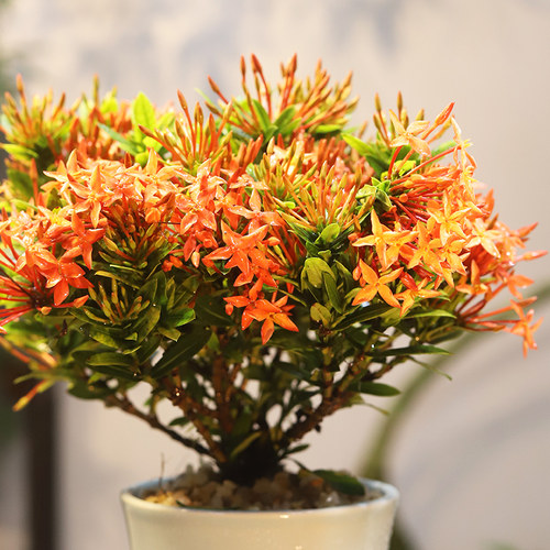 海岛龙船花鲜花绿植阳台盆栽开花好养室外花卉禅意小盆景耐热摆件