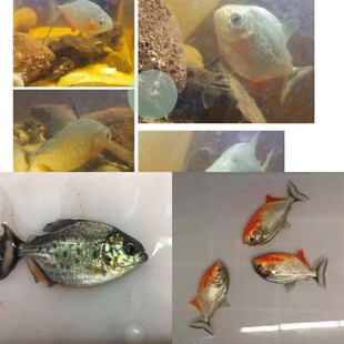 南美亚马孙红文鱼活热带鱼淡水凶猛宠物观赏鱼幼苗肉食性猛鱼包活