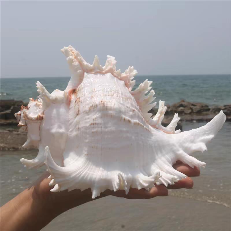 天然海螺白色千手螺家居装饰鱼缸景观水族装饰大贝壳海螺