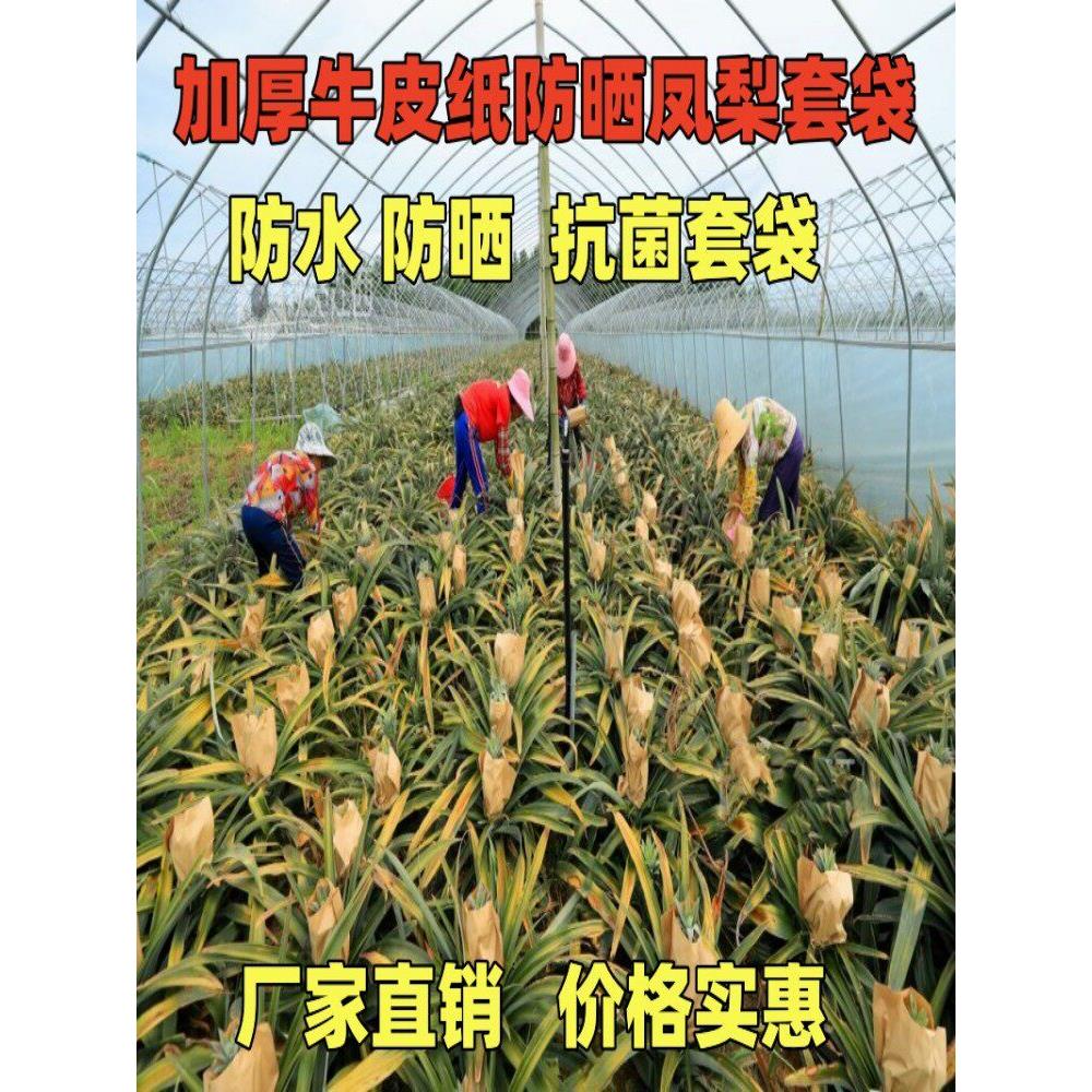 凤梨加厚套袋菠萝专用袋黄梨纸袋无眼菠萝果袋旺梨水果防晒保护袋