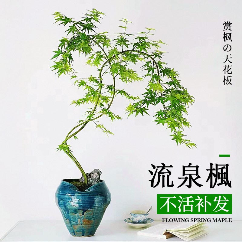 流泉枫盆栽树苗客厅室内大型绿植蓝花楹四季好养造型植物落地盆景