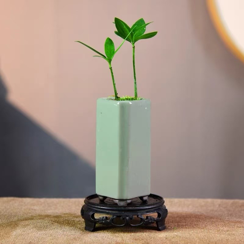 竹柏盆栽室内办公茶几桌面中式小摆件幸运树盆景观赏小摆件好养活