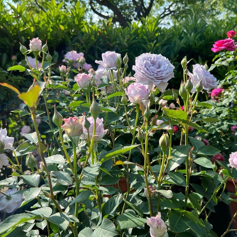 霁色月季花大苗盆栽青灰色系浓香四季开花卉耐热庭院阳台耐晒植物