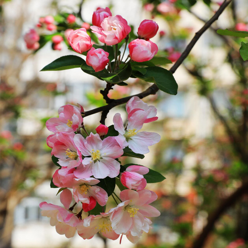 西府海棠花树苗老桩盆景耐寒植物庭院地栽高杆花卉垂丝海棠风景树