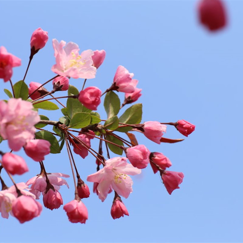 垂丝海棠盆栽植物室外好养植物老桩海棠花盆景树苗冬季耐寒花卉