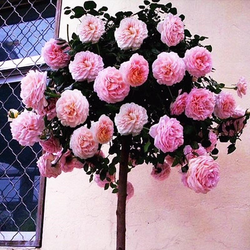 嫁接棒棒糖树桩月季花苗四季开花卉室外阳台盆栽植物玫瑰带花好养