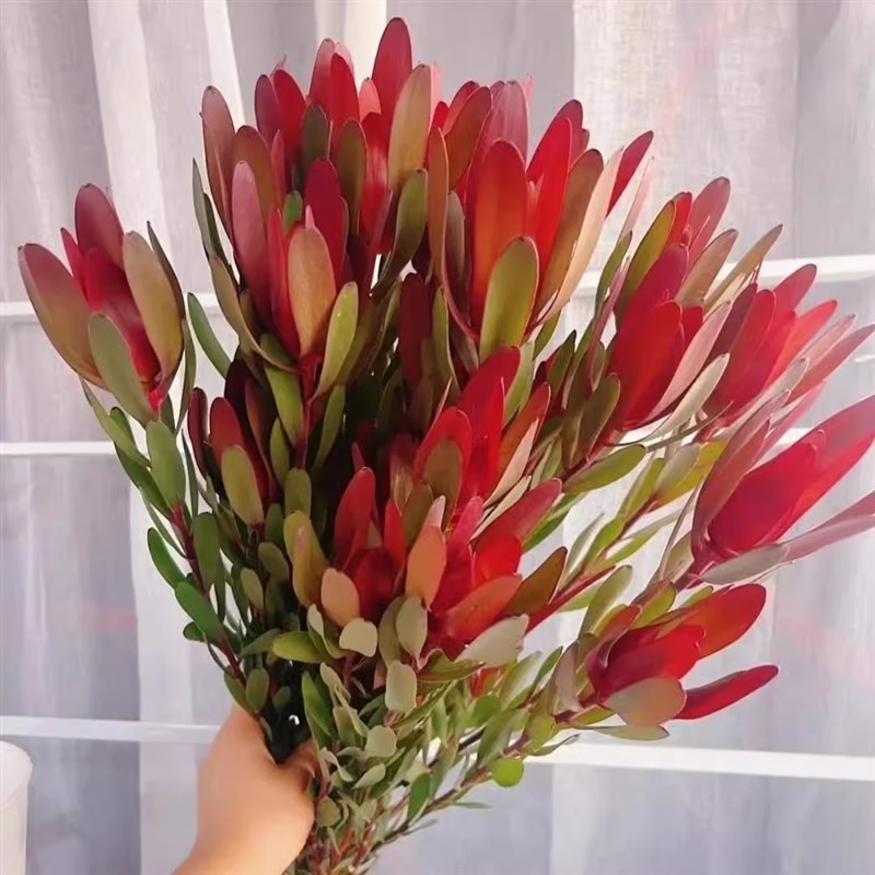 严选宽叶木百合南非进口鲜花可做干 干燥花家庭插花水培花卉基地