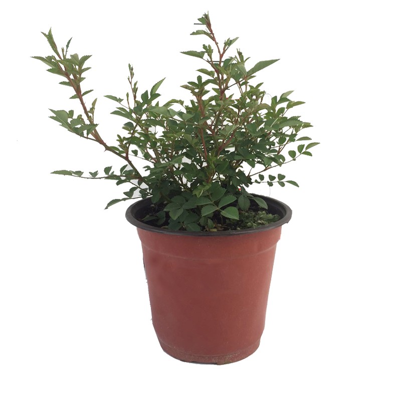 海蒂的花园超微微型月季花朵小室外多头花量大四季开花盆栽苗