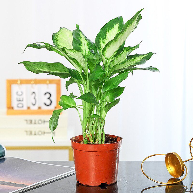 白掌绿植花卉绿萝富贵竹栀子花发财树文竹常春藤室内土培植物盆栽