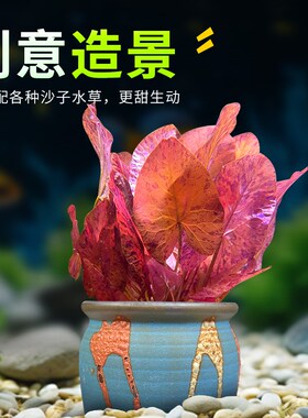 彩陶陶罐水草植物花盆定植红荷根睡莲阴性后景草淡水鱼缸造景摆件
