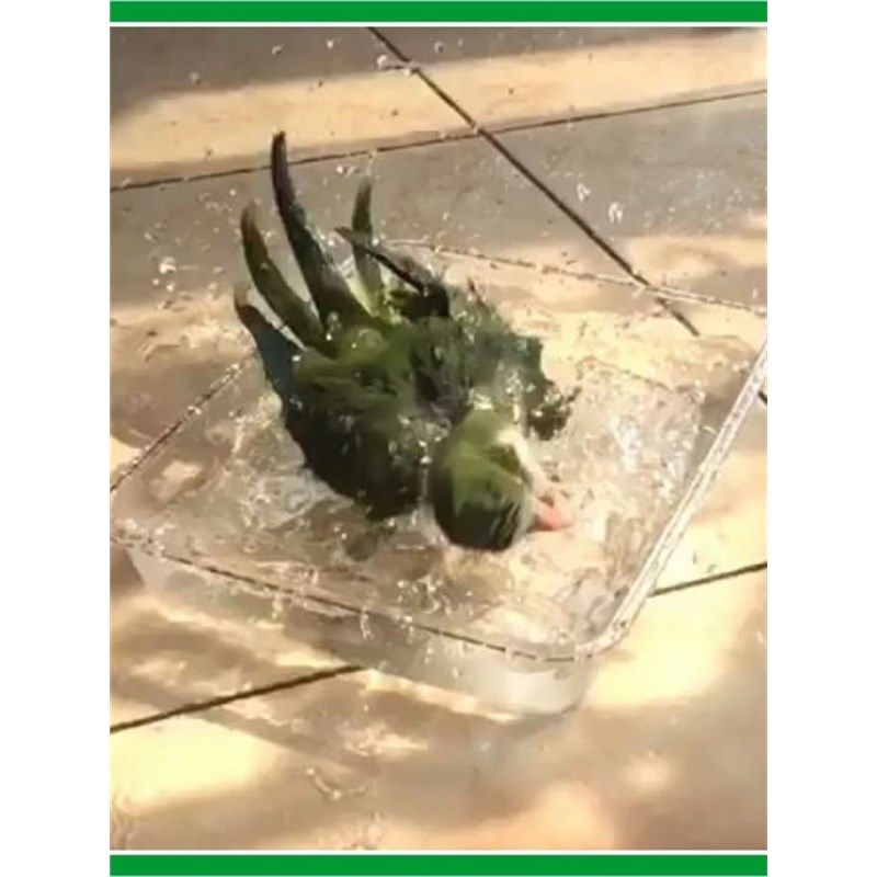 鹦鹉浴盆浴缸泡澡洗澡神器鸟用洗澡盒浴盆芦丁鸡超大洗澡缸洗澡盒,宠物/宠物食品及用品,鸟禽其他,淘宝优惠券,粉丝福利购,淘宝优惠卷