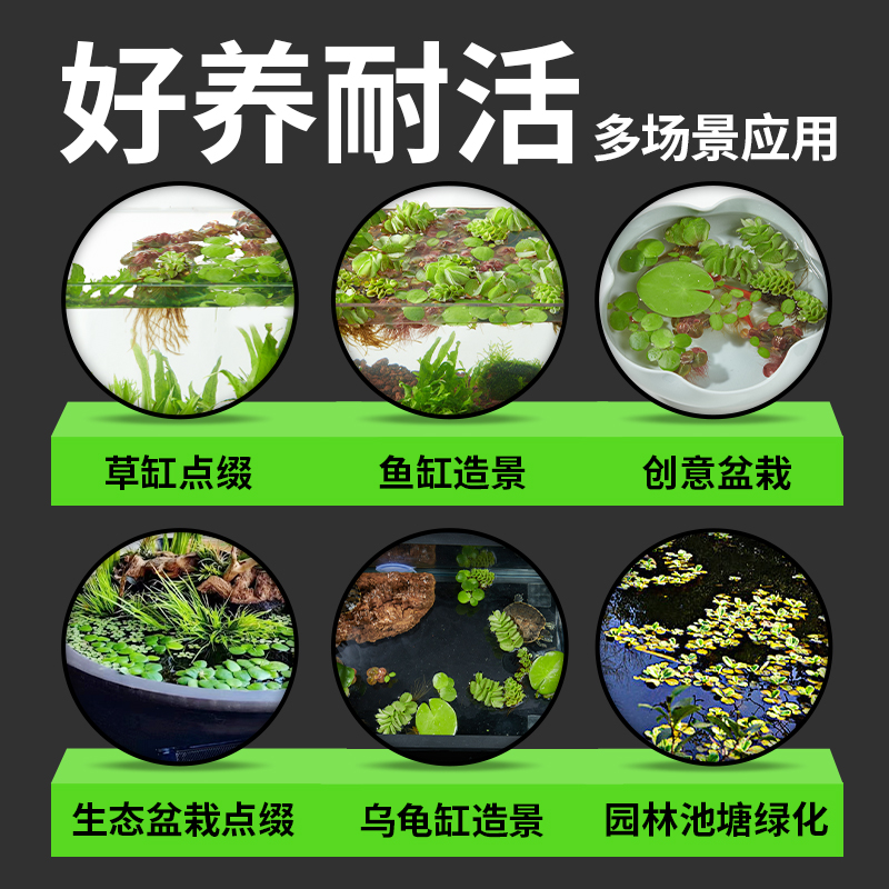 浮萍水草植物水培一叶莲碗莲水芙蓉鱼缸生态造景水草和鱼共养睡莲