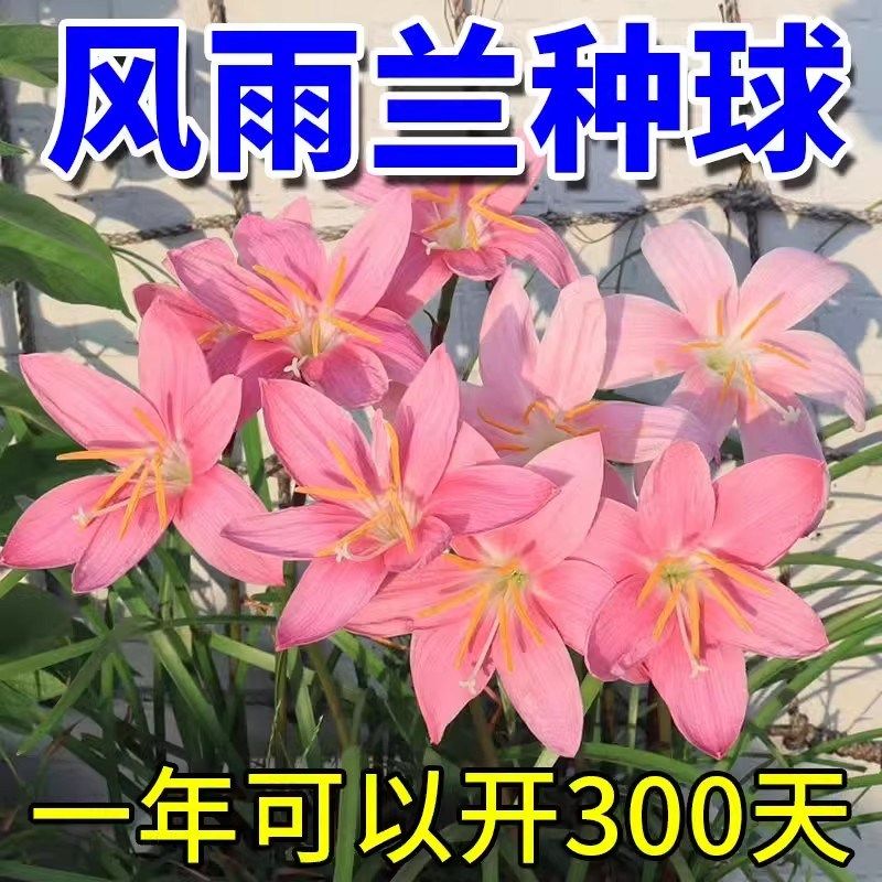 葱兰韭兰风雨兰种球葱兰花苗易开花盆栽花卉庭院阳台观花苗绿植物,文具电教/文化用品/商务用品,活页胶圈,淘宝优惠券,粉丝福利购,淘宝优惠卷