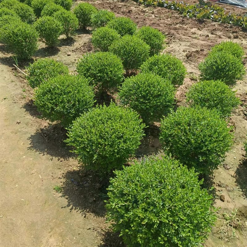 小叶女贞造型树球形苗庭院别墅亮晶篱笆围墙植物观叶四季常青苗木