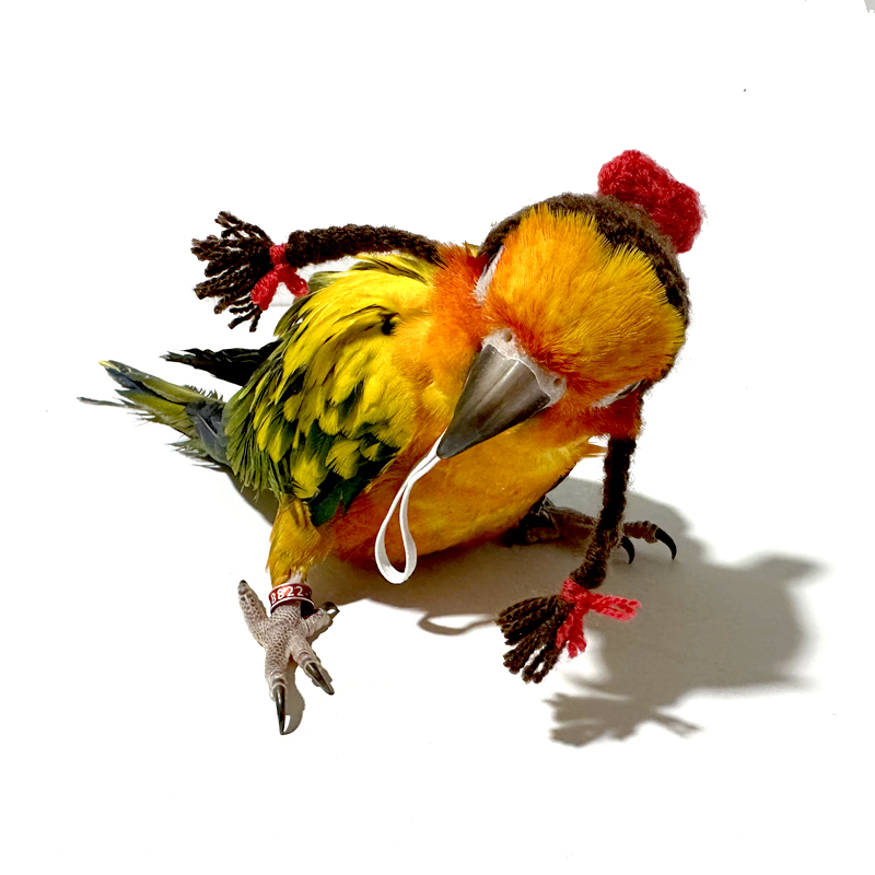 玄凤鹦鹉帽中小型鹦鹉搞笑帽子宠物小帽子鸟戴头饰品凯克头套玩具