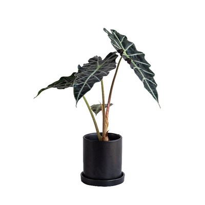 白云植物工作室大仙女观叶盆栽室内绿植花卉桌面摆件网红盆景客厅