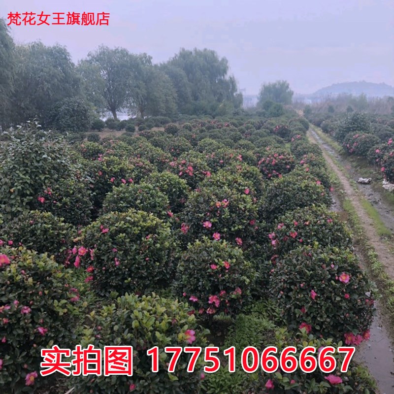 茶梅球树苗茶梅花苗庭院阳台室内外耐寒花卉茶梅盆栽老桩茶梅盆景