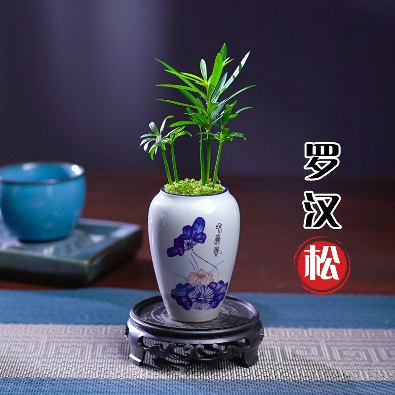 迷你罗汉松指尖微型盆栽桌面迷你拇指好养植物掌中宝盆景观叶绿植,鲜花速递/花卉仿真/绿植园艺,绿植,淘宝优惠券,粉丝福利购,淘宝优惠卷
