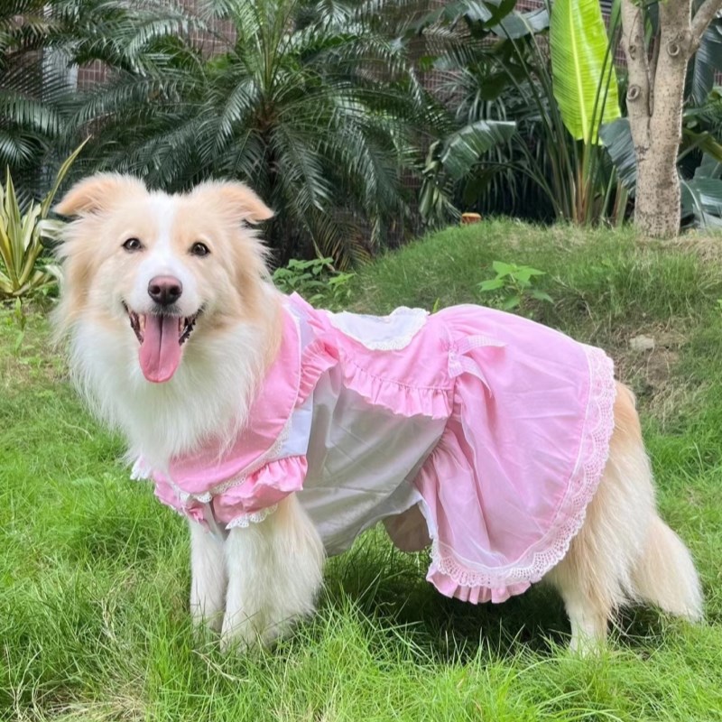 大狗蕾丝公主裙金毛拉多婚纱裙巨贵衣服大狗夏装阿拉裙子