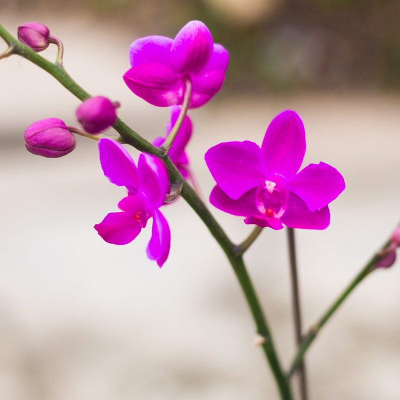 满天红蝴蝶兰带花苞兰花盆栽植物名贵花苗花卉大众国兰室内兰花苗