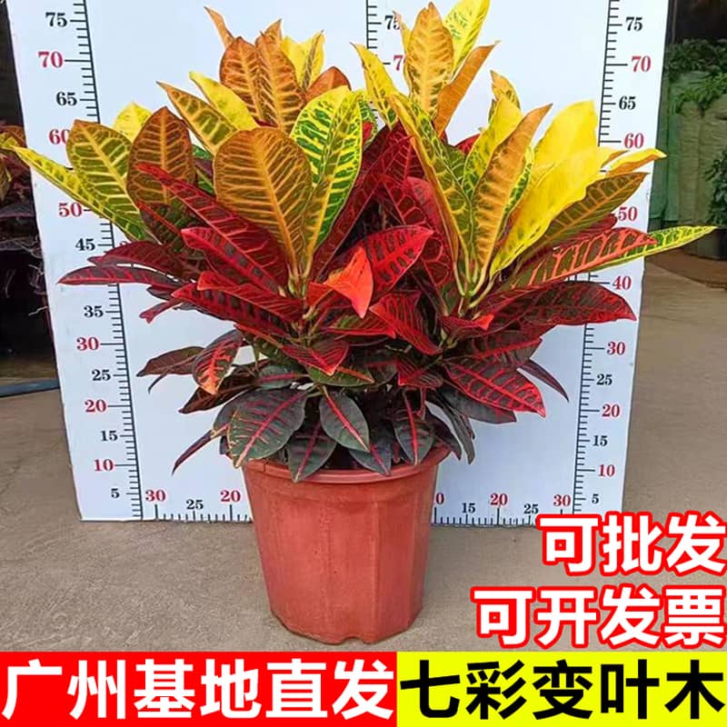 变叶木七彩色苗阳台庭院耐