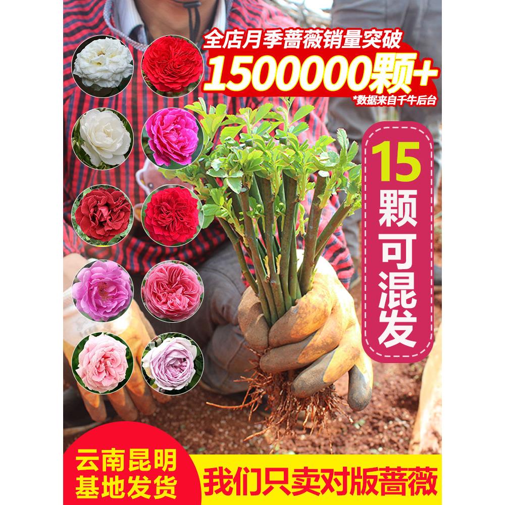 蔷薇花苗爬藤墙本月季耐寒