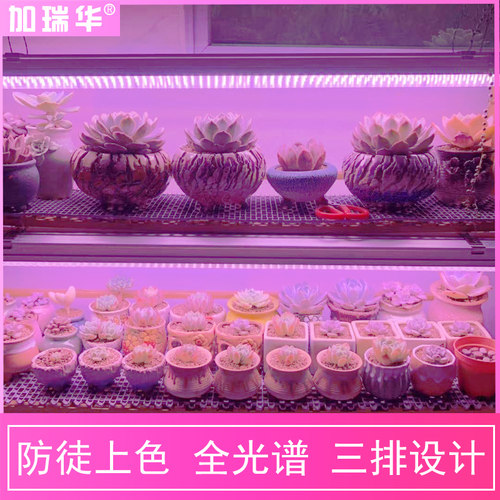 植物补光灯家用多肉补光灯上色生长灯室内LED全光谱仿太阳花卉灯