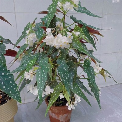 乌头杂秋海棠盆栽绿植竹节彩叶芋海芋鲜花海棠花卉水培观叶植物