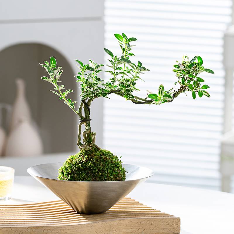 苔玉六月雪造型盆景苔藓球微景观懒人好养水培绿植室内桌面花卉