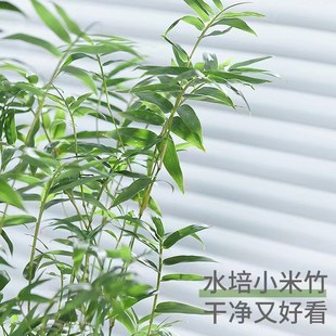 水培米竹室内富贵竹南天竹盆景绿植小叶百合竹子卉养