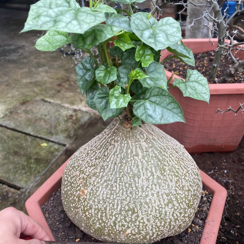 银叶睡布袋 多肉植物葫芦科块根植物 阳台观赏爬藤