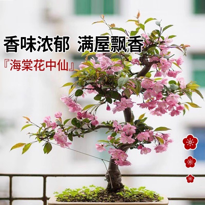 垂丝海棠花盆栽老桩带花苞四季开花盆景树苗室内鲜花卉绿植物好养