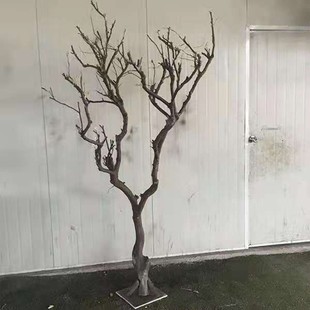 白色干树枝造景干枝树干许愿树枯树室内造型树枝干树枝装饰树