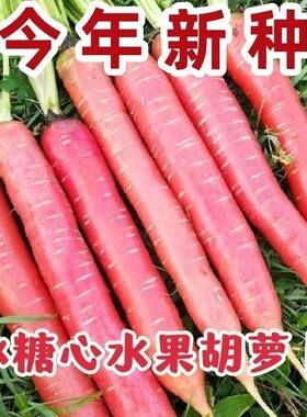 水果胡萝卜种子透心红冰糖心胡萝卜种籽易种高产耐热耐寒萝卜种子
